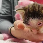 Znaleziono kota, Toruń, 8 czerwca 2025