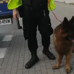 Znaleziono psa, Bydgoszcz, 8 czerwca 2025