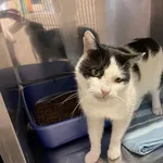 Kot do adopcji, Włocławek, 7 czerwca 2025