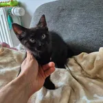 Znaleziono kota, Lublin, 7 czerwca 2025