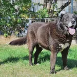 Znaleziono psa, Lublin, 8 czerwca 2025