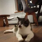 Zaginął kot, Łódź, 9 czerwca 2025