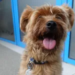 Znaleziono psa, Gdańsk, 10 czerwca 2025