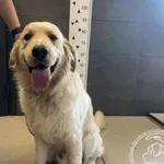 Znaleziono psa, Chełmek, 9 czerwca 2025