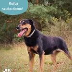 Pies do adopcji, Dąbrówka, 10 czerwca 2025