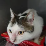 KOCUREK PRZYWIEZIONY Z INTERWENCJI 07-06-2025