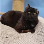 Znaleziono kota, Grudziądz, 5 kwietnia 2025