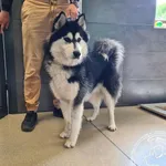 Znaleziono psa, Chełmek, 9 czerwca 2025