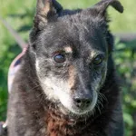 Piesek znaleziony w Błażejewie