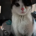 Znaleziono kota, Gdańsk, 9 czerwca 2025