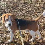 Zaginął pies, Łódź, 11 czerwca 2025