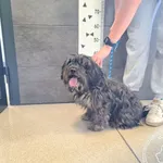 Znaleziono psa, Chełmek, 10 czerwca 2025