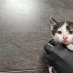 Przyjęty: 2025-06-11 Gmina: Przeciszów Płeć: Kocur Opis: europejska, biało-czarne