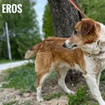 Eros