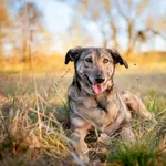 Karinka - skrzywdzona przez człowieka, delikatna sunieczka