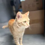 Kot do adopcji, Tychy, 23 maja 2025