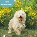 Pies do adopcji, Dąbrówka, 11 czerwca 2025