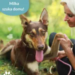 Pies do adopcji, Dąbrówka, 11 czerwca 2025