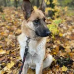 Żaluzja mix owczarek