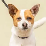 Piesek znaleziony w Radzewicach gm.Mosina