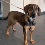 Znaleziono psa, Olsztyn, 10 czerwca 2025