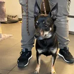 Pies odnaleziony w dniu 11.06.2025 r. przy ul. Nakielskiej.