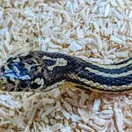 Znaleziono zwierzę, Lublin, 10 czerwca 2025