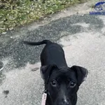 Pies do adopcji, Szczecin, 17 listopada 2024