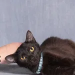 Kot do adopcji, Gdańsk, 24 kwietnia 2025