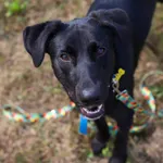 Pies do adopcji, Szczecin, 21 lipca 2024