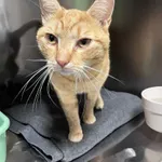 Kot do adopcji, Włocławek, 11 czerwca 2025