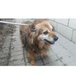 Znaleziono psa, Białystok, 12 czerwca 2025