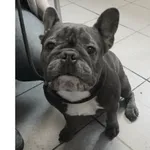 Znaleziono psa, Białystok, 11 czerwca 2025