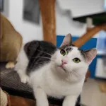 Znaleziono kota, Grudziądz, 27 kwietnia 2025