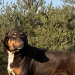 Pies do adopcji, Pieczyska, 12 czerwca 2025