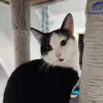 Kot do adopcji, Szczecin, 12 listopada 2024