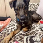 Pies do adopcji, Szczecin, 13 października 2024