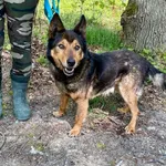 Pies do adopcji, gmina Platerówka, 13 czerwca 2025