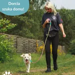 Pies do adopcji, Dąbrówka, 12 czerwca 2025