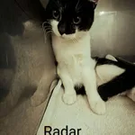 KOT PRZYWIEZIONY Z  INTERWENCJI 12-06-2025