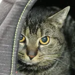 Znaleziono kota, Wałbrzych, 6 czerwca 2025