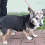 Piesek znaleziony w Pobiedziskach