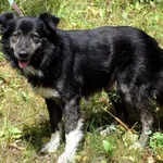 Znaleziono psa, Pieckowo, 12 czerwca 2025