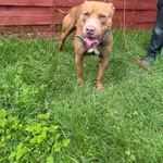 Znaleziono psa, Czartki, 13 czerwca 2025