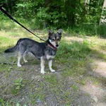 Pies do adopcji, gmina Platerówka, 13 czerwca 2025