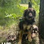 Pies do adopcji, Rytlów, 12 czerwca 2025