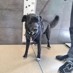 Znaleziono psa, Chełmek, 13 czerwca 2025