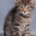 Kot do adopcji, Gdańsk, 13 czerwca 2025