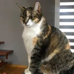 Zaginął kot, Charłupia Mała, 13 czerwca 2025