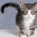 Kot do adopcji, Gdańsk, 13 czerwca 2025